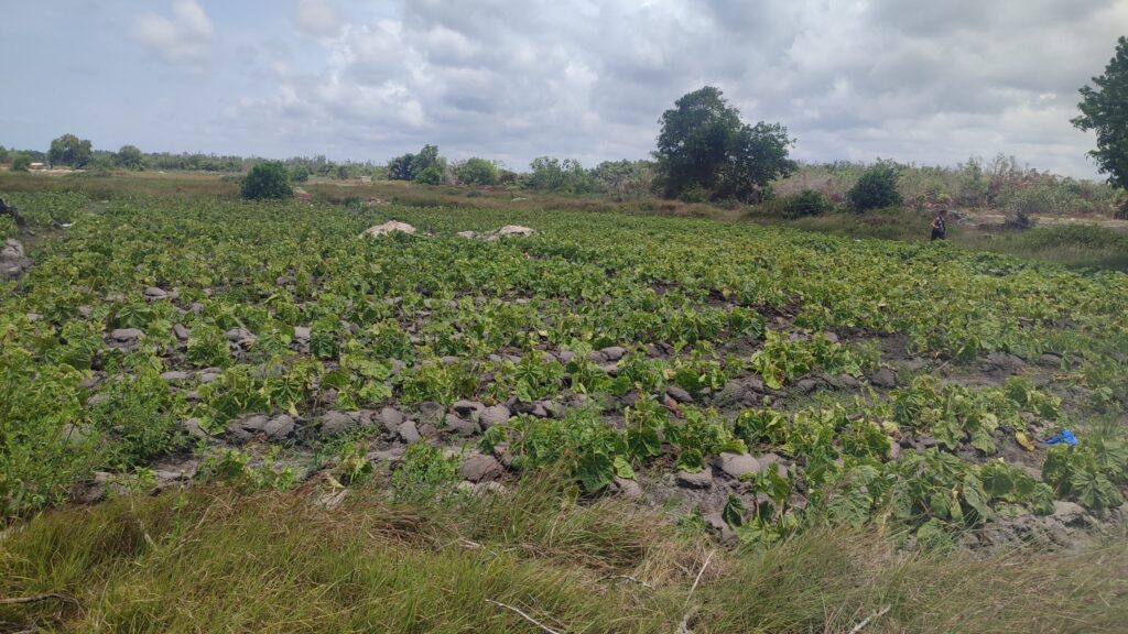 Terrain nu 596 m2 en vente à Assinie Mafia