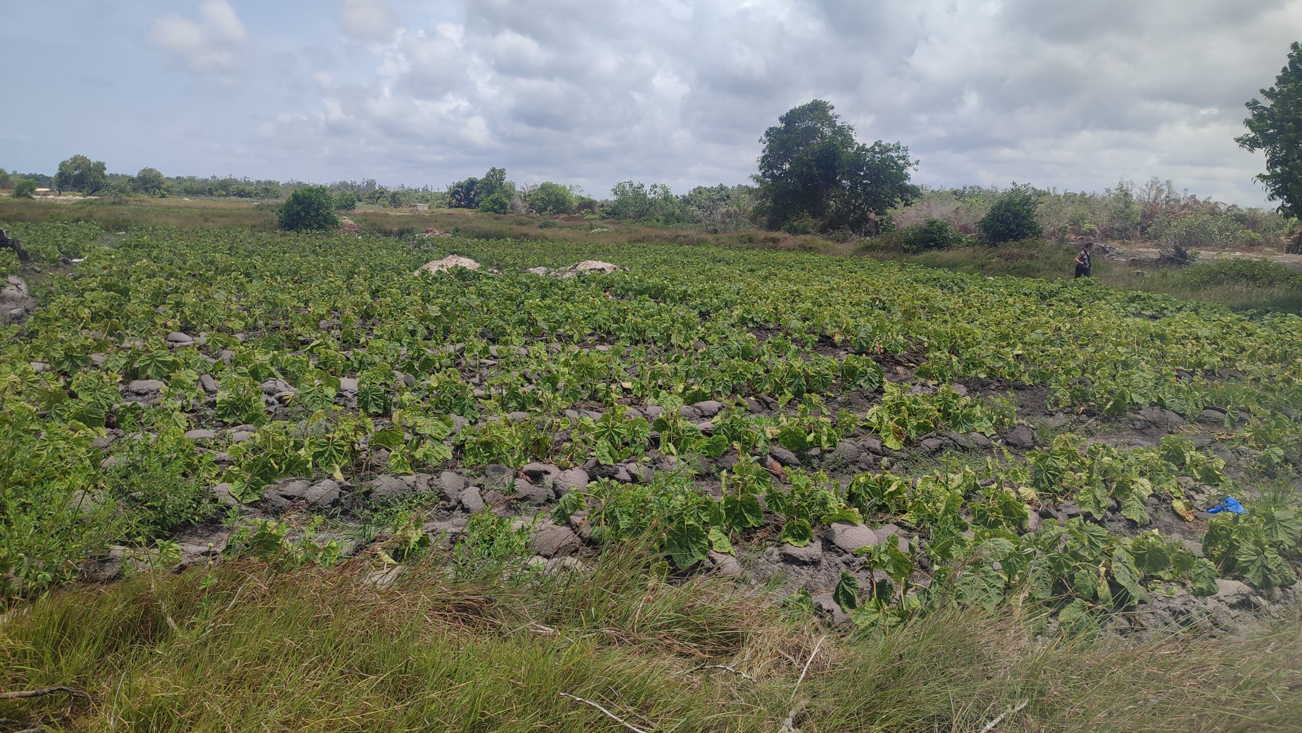 Terrain nu 596 m2 en vente à Assinie Mafia
